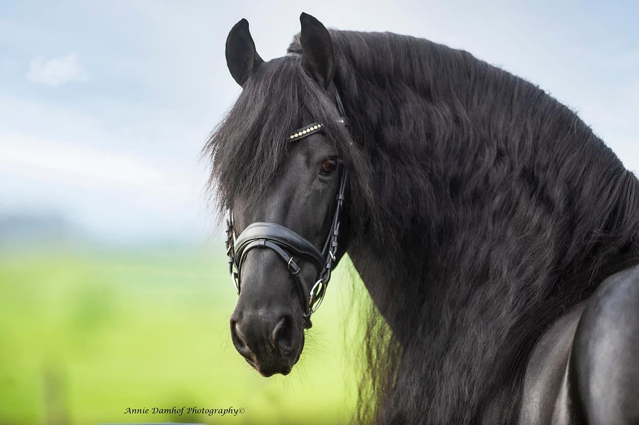 Beautiful Friesian Horse